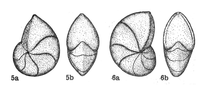 Lenticulina (Lenticulina) insularis Dieni & Massari, 1966