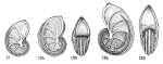 Lenticulina (Lenticulina) protodecimae Dieni & Massari, 1966