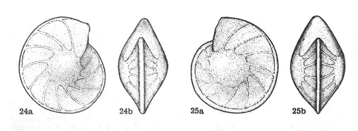 Lenticulina (Lenticulina) espitaliei Dieni & Massari, 1966