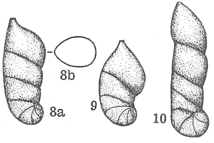 Lenticulina (Astacolus) schloenbachi subsp. mediterranea Dieni & Massari, 1966
