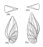 Lenticulina (Saracenaria) oroseina Dieni & Massari, 1966