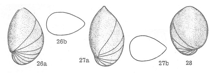 Lenticulina (Astacolus) sardoa Dieni & Massari, 1966