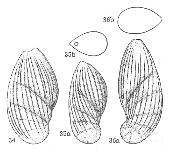 Lenticulina (Astacolus) viallii Dieni & Massari, 1966