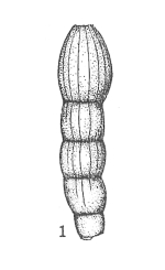 Dentalina linearis subsp. sardoa Dieni & Massari, 1966