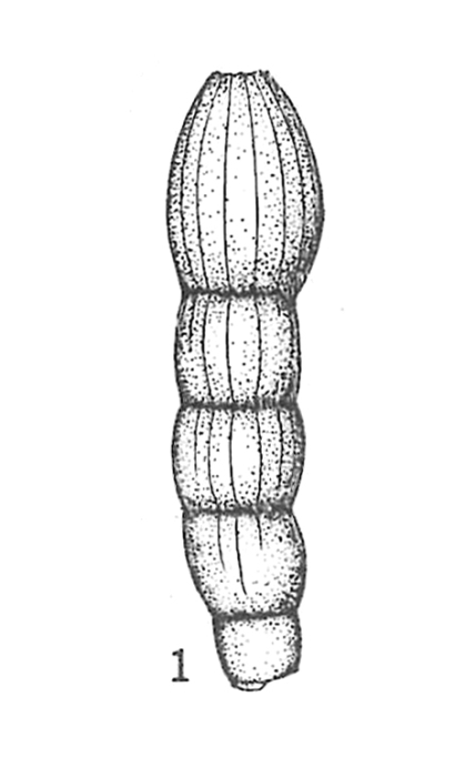 Dentalina linearis subsp. sardoa Dieni & Massari, 1966
