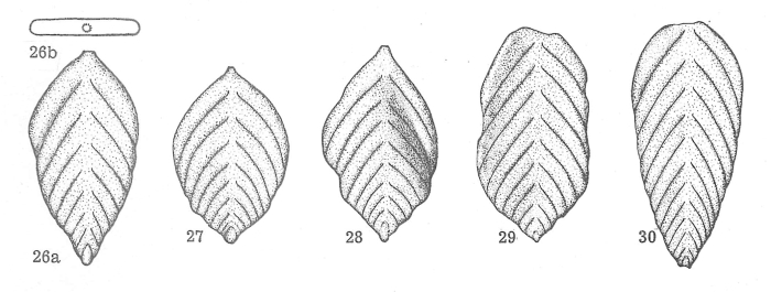 Frondicularia ferasini Dieni & Massari, 1966