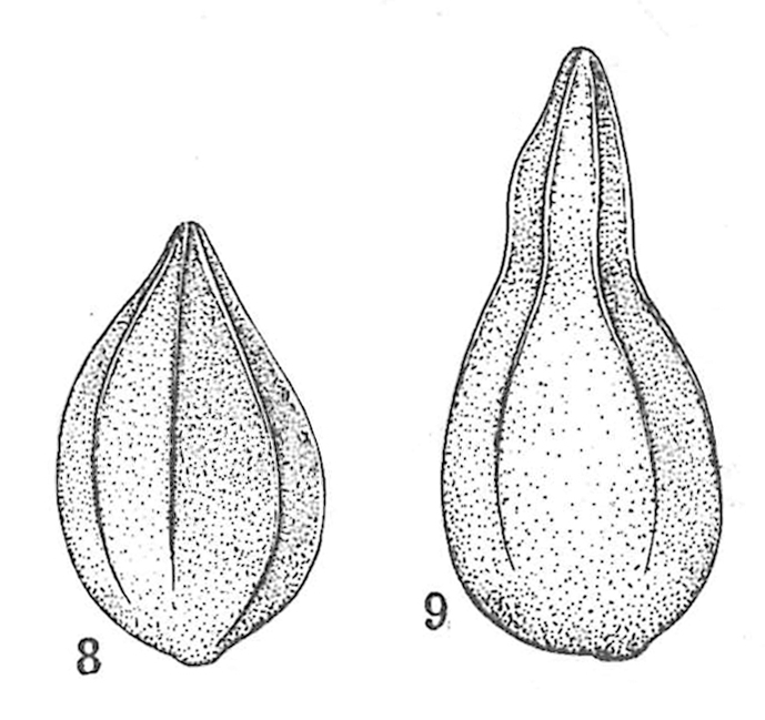 Lagena sztejnae Dieni & Massari, 1966