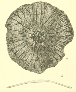 Masonella patelliformis Brady, 1889