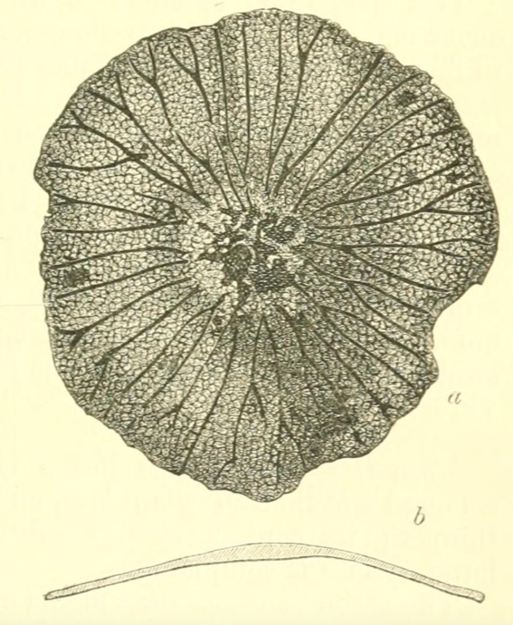 Masonella patelliformis Brady, 1889
