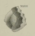 Miliolina excisa Brady, Parker & Jones, 1888