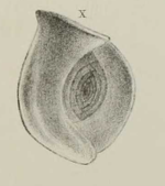 Articulina multilocularis Brady, Parker & Jones, 1888