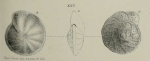 Truncatulina mundula Brady, Parker & Jones, 1888