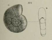 Nonionina exponens Brady, Parker & Jones, 1888
