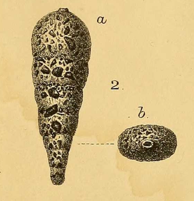 Reophax arctica Brady, 1881