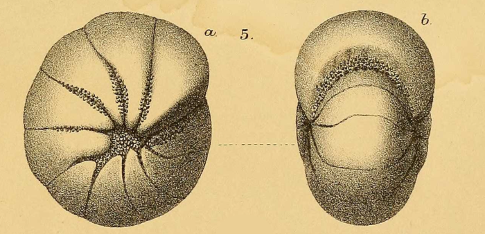 Nonionina orbicularis Brady, 1881 Nonionina orbicularis Brady, 1881