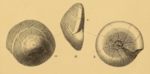 Discorbina wrightii Brady, 1881