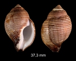 Latirolagena smaragdulus (Linnaeus, 1758)