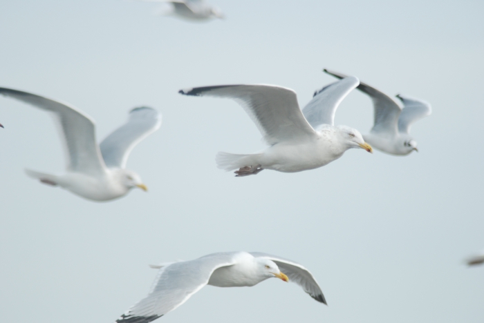 Herring gulls