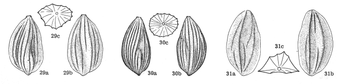 Guttulina ichnusae Dieni & Massari, 1966