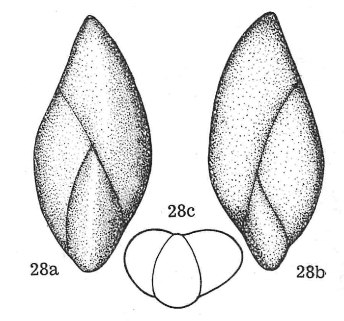 Guttulina nuorensis Dieni & Massari, 1966