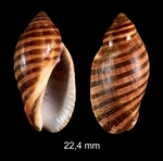 Vexilla vexillum (Gmelin, 1791)