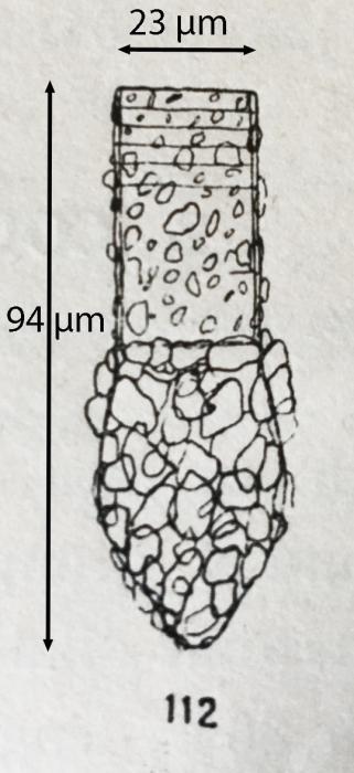 Original illustration frm Jörgesnsen 1924
