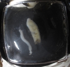 Live holotype
