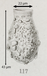 Codonella lagenula var. ovata Jörgensen 1905