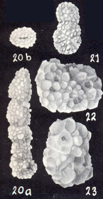 Ammobaculites albidus McCulloch, 1981