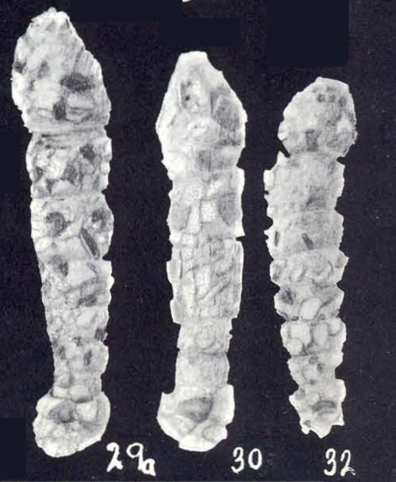 Ammobaculites tobagoensis McCulloch, 1981