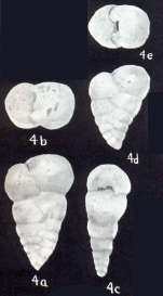 Textularia neolancea McCulloch, 1981
