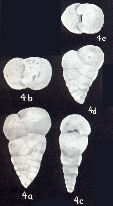 Textularia neolancea McCulloch, 1981