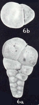 Textularia rariformis McCulloch, 1981