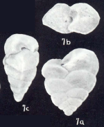 Textularia trinidadensis McCulloch, 1981