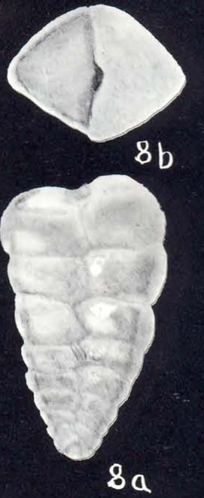 Textularia jarvisiformis McCulloch, 1981