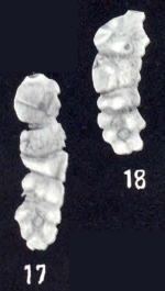 Bigenerina differens McCulloch, 1981