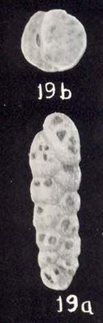 Morulaeplecta caribbea McCulloch, 1981