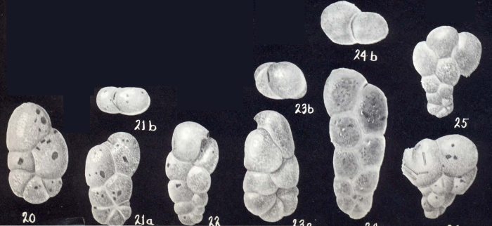 Spiroplectammina polymorpha McCulloch, 1981
