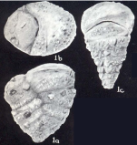 Textularia neotruncata McCulloch, 1981