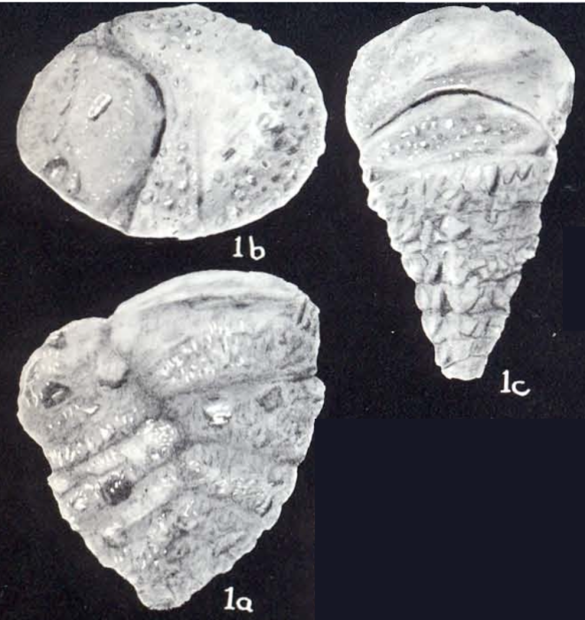 Textularia neotruncata McCulloch, 1981