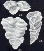 Textularia undulatiformis McCulloch, 1981