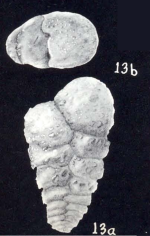 Textularia neoagglutinans McCulloch, 1981