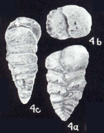 Textularia caledoniana McCulloch, 1981