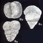 Textularia lavelaensis McCulloch, 1981