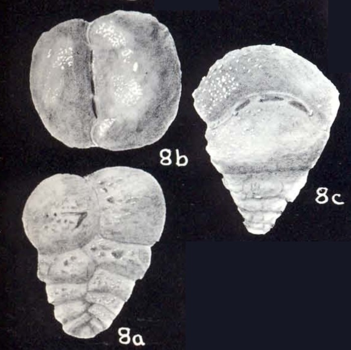 Textularia lavelaensis McCulloch, 1981