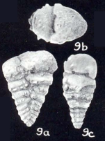 Textularia neolateralis McCulloch, 1981