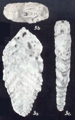 Textularia lythostrotiformis McCulloch, 1981