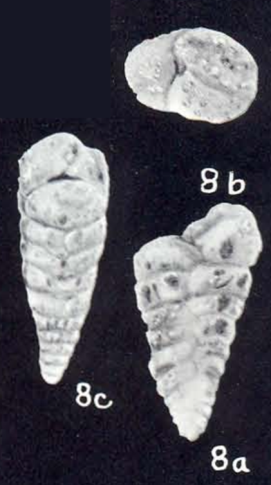 Textularia neofistula McCulloch, 1981