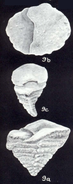 Textularia neoconica McCulloch, 1981