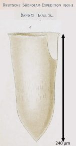 original illustration from Laackmann 1910, plate 40, Fig. 3